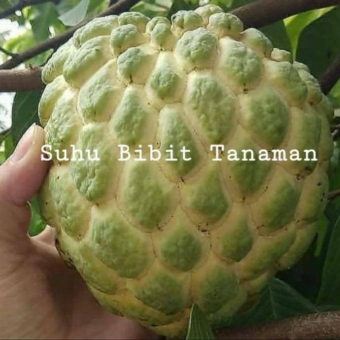 PREMIUM Bibit Tanaman Buah Srikaya Jumbo Cepat Berbuah/ Bibit Srikaya Jumbo