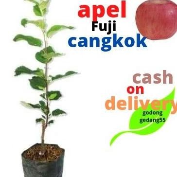 PREMIUM VIRAALL Bibit Apel Fuji Merah cangkok benih pohon tanaman buah buahan