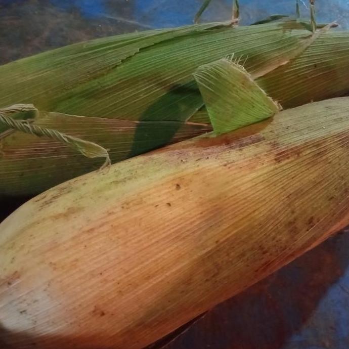 

Jagung Manis pake Kulit 1 kg
