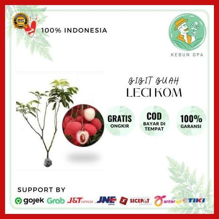 (Ready) Bibit Leci Kom Super Pohon Leci Dataran Rendah Bestseller