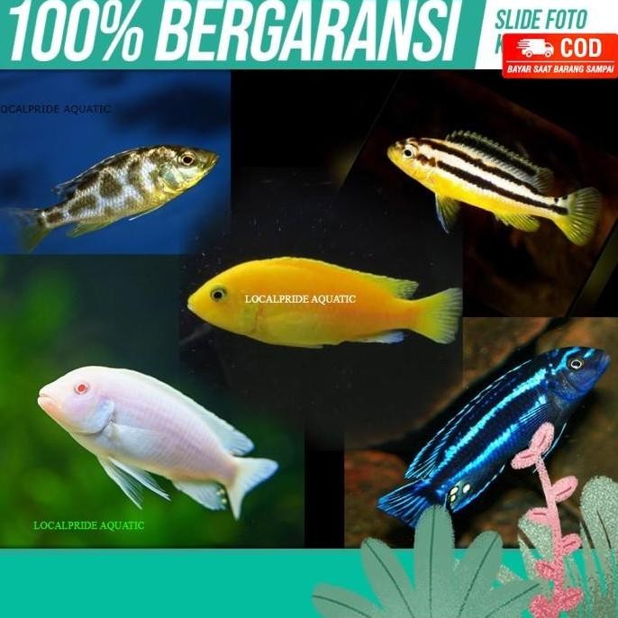 Koleksi Jenis Cichlid - Ikan Hias Aquascape Air Tawar Aquarium