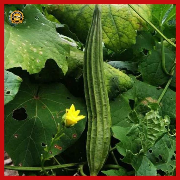 

(Termurah) Benih Gambas Oyong Mini Pack Ecer Repack Kecil Ekonomis Bestseller