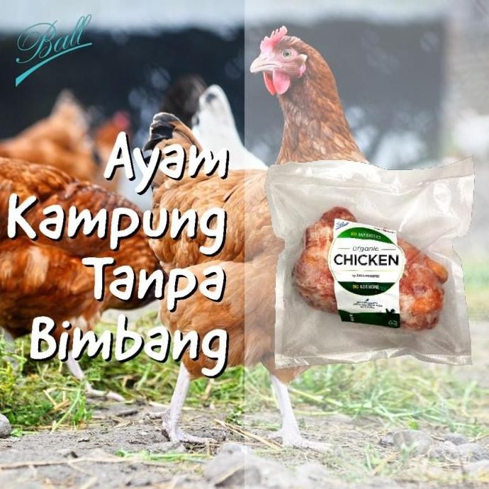 

Ayam Kampung Organik Ball