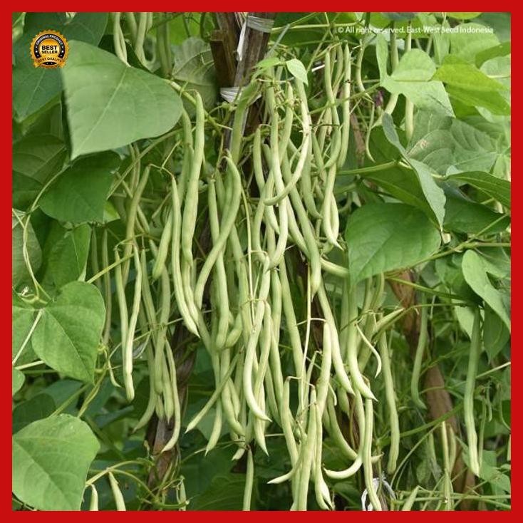 

(Termurah) Benih Buncis Hijau Berkualitas Isi 20 Biji Bestseller