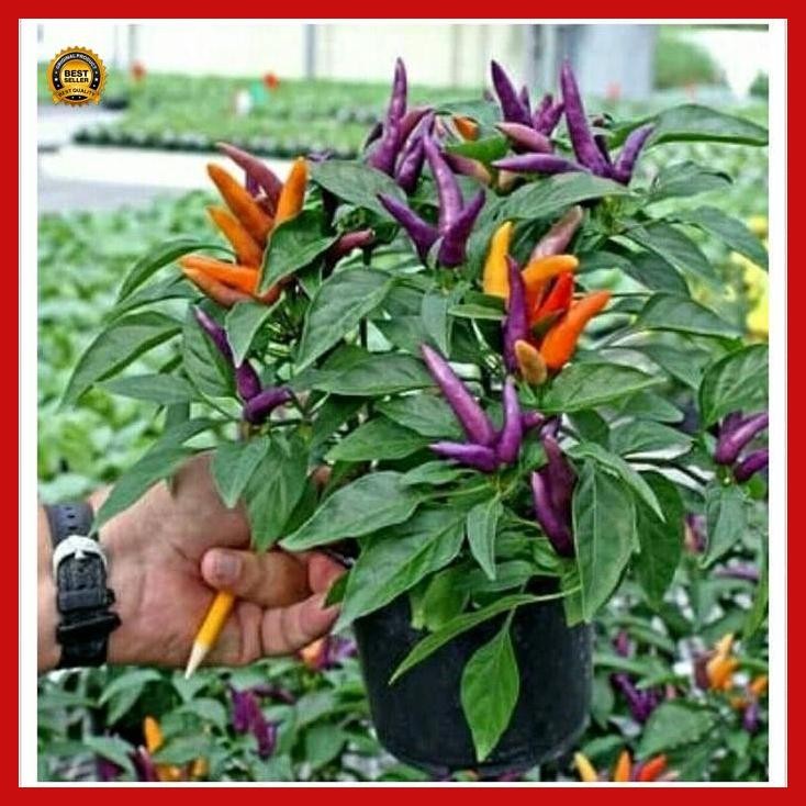 (Terbaru) Bibit Tanaman Cabe Pelangi Rainbow Segar/ Cabai Hias Hidup Asli Unik Bestseller