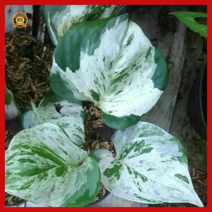 (Terbaru) Tanaman Hias Indoor Merambat Sirih Manjula Epipremnum Manjula Bestseller