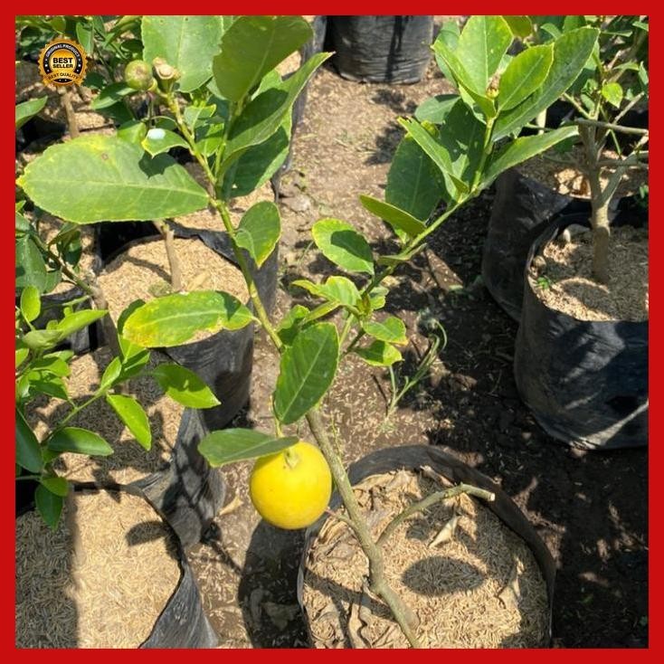 

(Best Saller) Jeruk Lemon - Tanaman Toga - Tanaman Murah - Khusus Gosend Bestseller