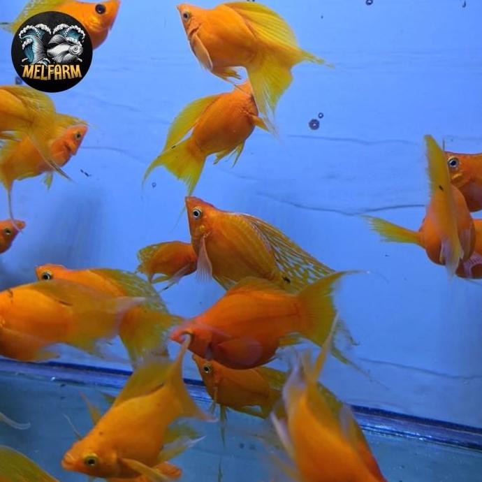 ikan hias molly sunkist balon cawang