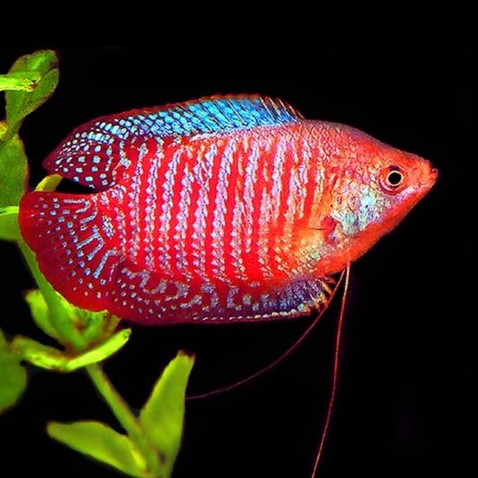 Ikan alius, ikan dwarf Gourami, gurami hias kecil untuk Aquascape