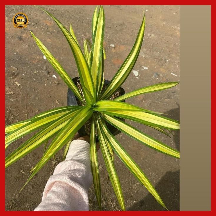 (Ready) Pandan Variegata - Tanaman Hias - Tanaman Murah Bestseller