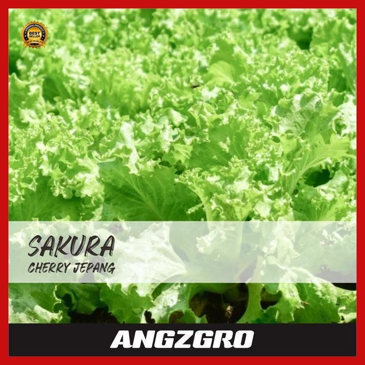 (Ready) Benih Selada Hijau Karina 4 Gr Bestseller