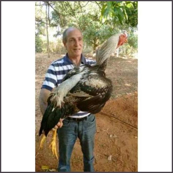 

FRESHH TELUR AYAM GORILA JAWA TENGAH FERTIL SIAP TETAS TERBARU