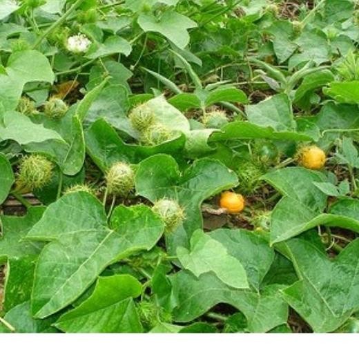 

daun Rambusa markisa hutan 500gram