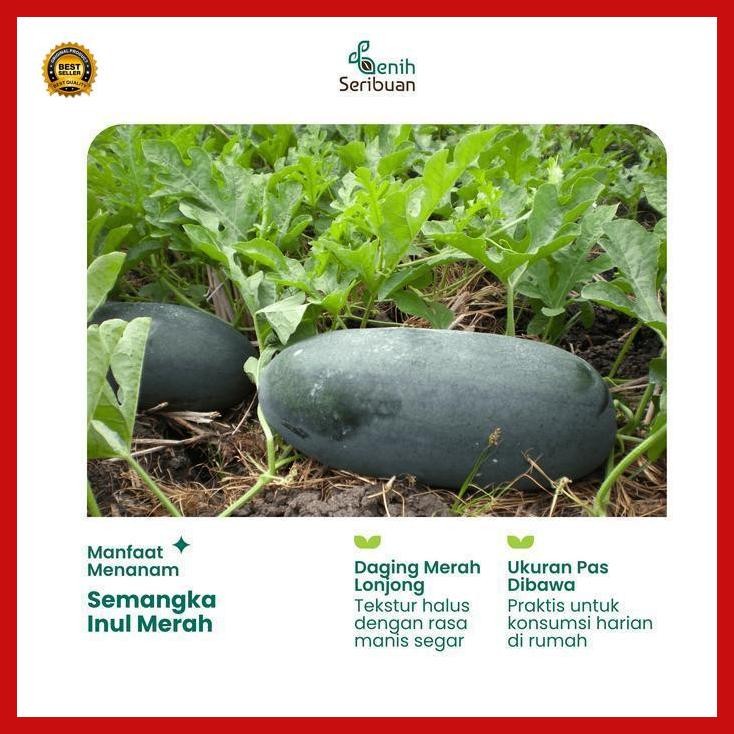 (Ready) Benih Buah Semangka Inul Merah Jumbo F1 Hibrida Premium - Benih Seribuan Bestseller