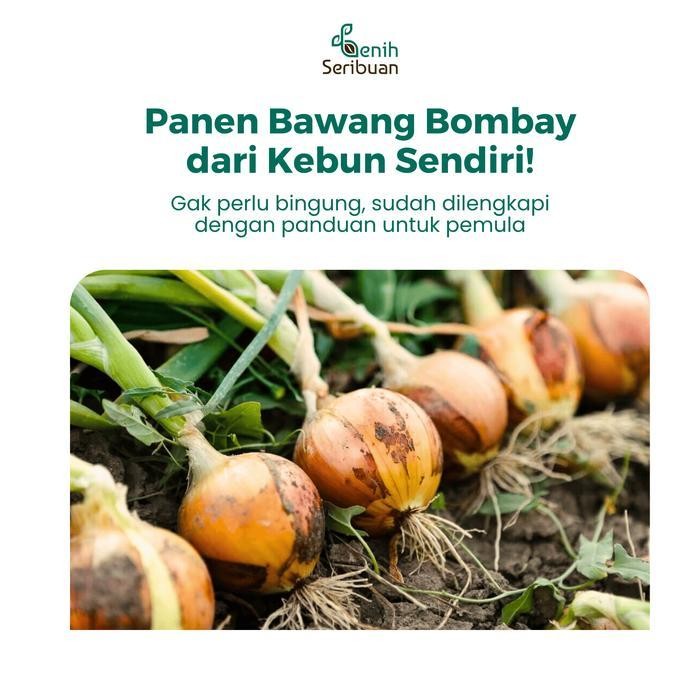 

(Termurah) 5 Benih Bawang Bombay Benih Sayuran Bawang Utah Yellow Sweet Import Bestseller