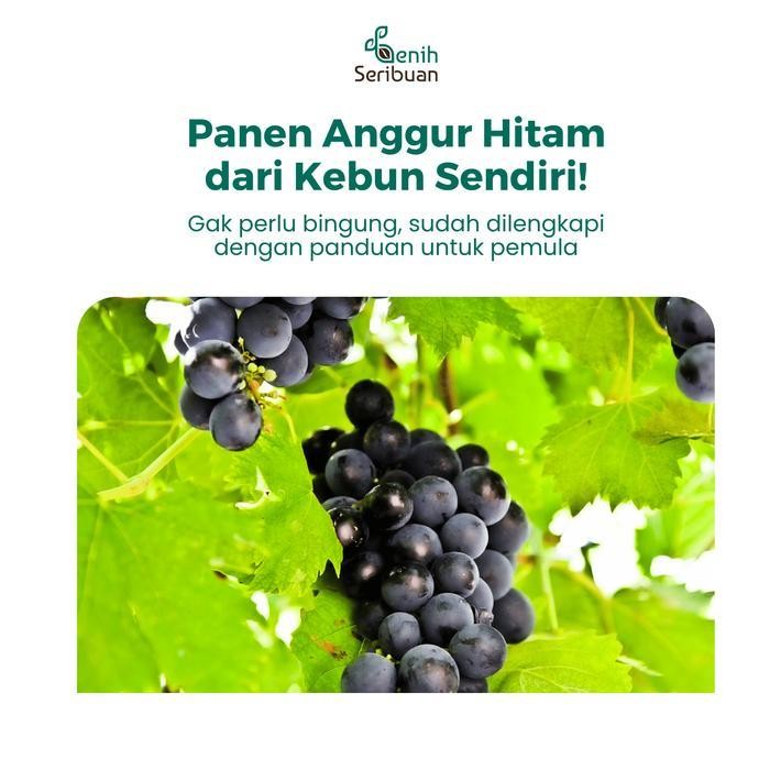 

(Terbaru) 2 Benih Anggur Hitam Bibit Buah Wine Grapes Import Black Unggul Bestseller