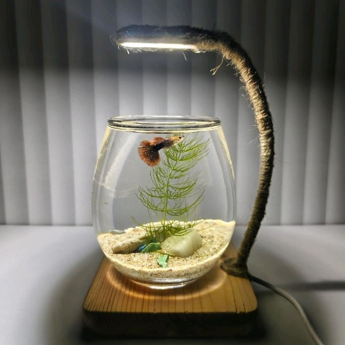 RA SET LENGKAP AKUARIUM MINI BULAT AESTHETIC / TANK CUPANG / AQUARIUM GUPPY/AQUASCAPE UNIK FULlSET P