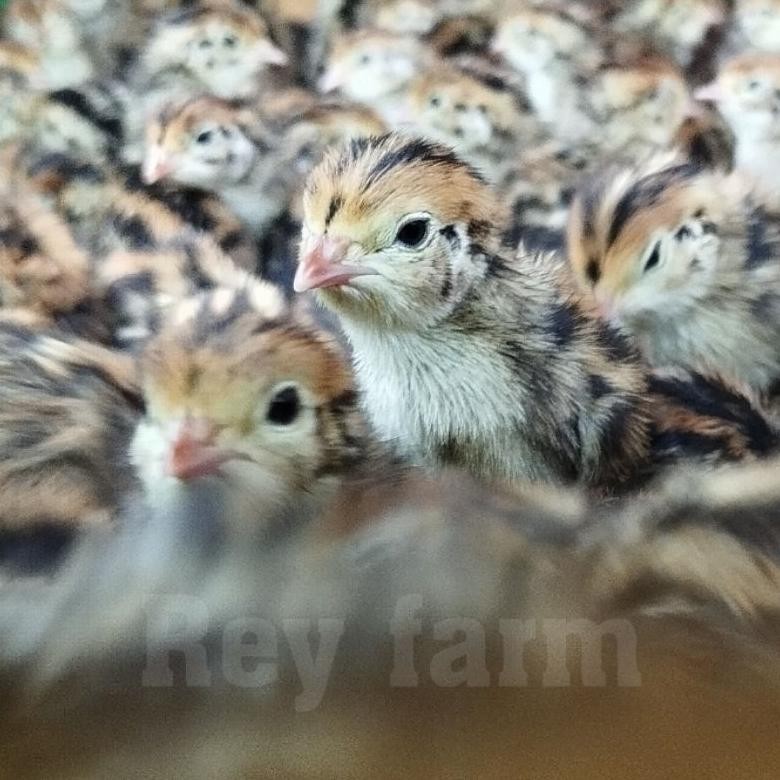 DOQ PUYUH JANTAN / ANAK BURUNG PUYUH/ BIBIT PUYUH / PAKAN ELANG