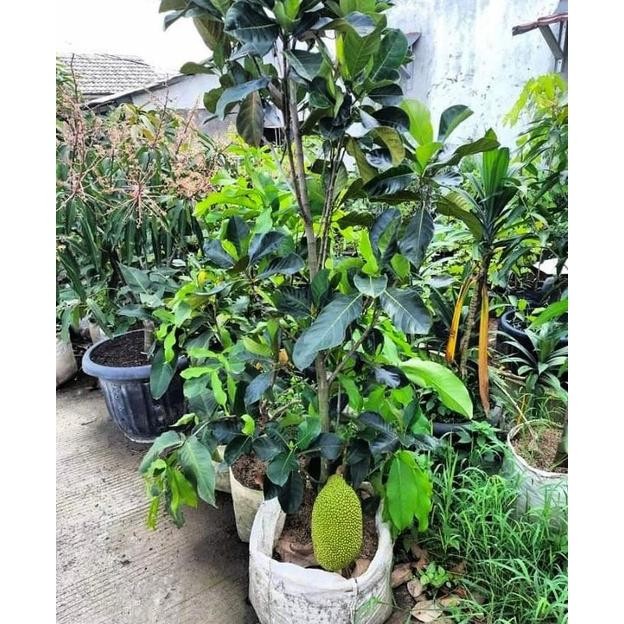 Bibit Nangka Merah Ukuran 1 Meter Batang Besar Siap Berbuah