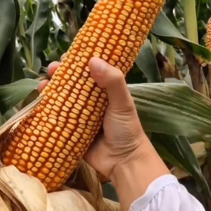 Terlaris 1 Kg Biji / Benih Jagung Raksasa