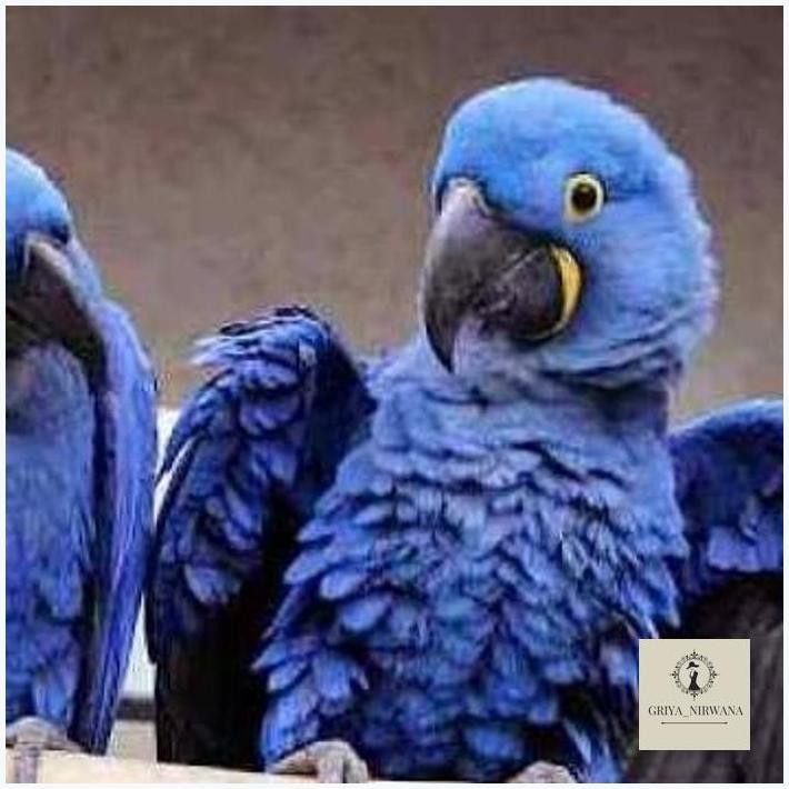 

NEW TELUR MACAW BLUE FERTIL ORIGINAL TERBAIK