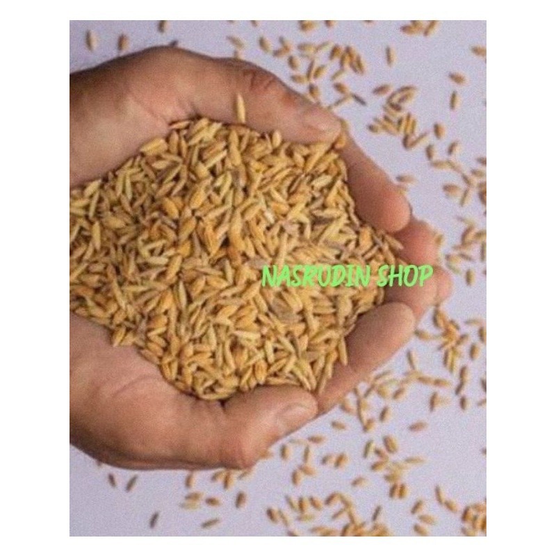 PADI LADANG SAWAH | PADI KERING | BIJI PADI UTUH | BIJI PADI KERING SUDAH KARANTINA