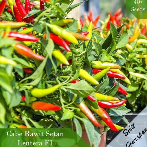 Bibit Benih Cabe Rawit Setan Lentera F1 Super Pedes Benih Bibit Unggul