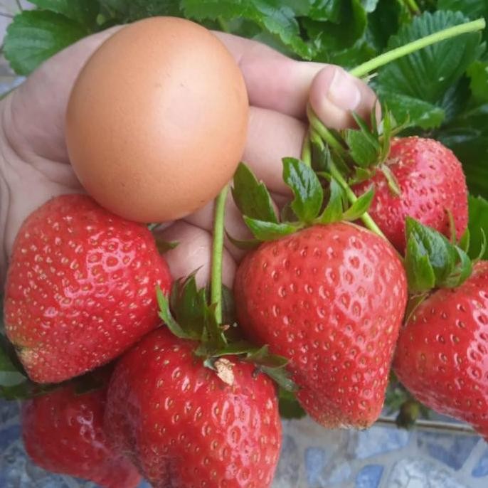 Bibit Strawberry SAGAHONOKA