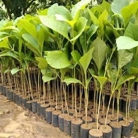 Bibit Pohon Jati Solomon Super Lurus Grosir/ Bibit Jati Solomon Unggul