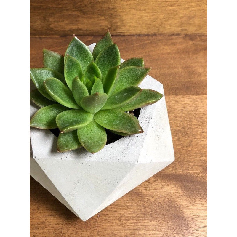 Bity - PBM - TANAMAN POT DIAMOND + SUKULEN KAKTUS MINI / POT + EDELWEIS