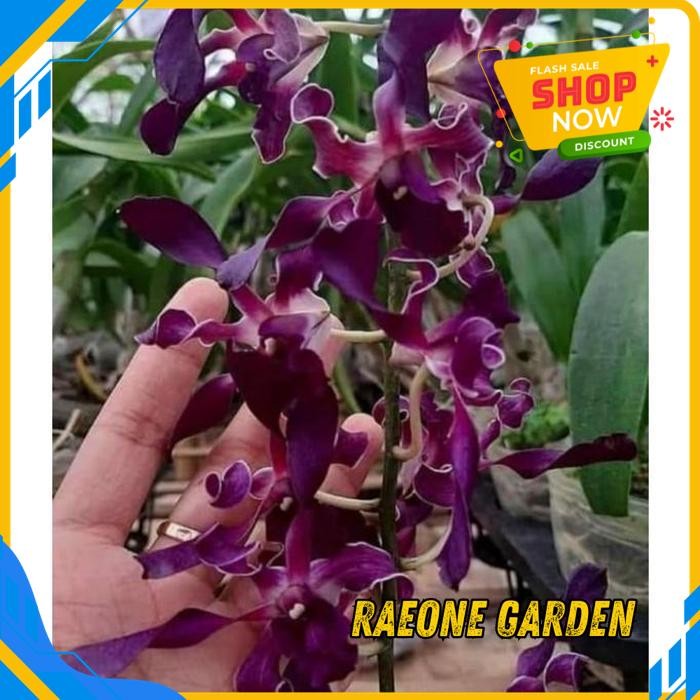 BUNGA ANGGREK DENDROBIUM KRITING BLUE TWIST DEWASA BESAR TERBAIK