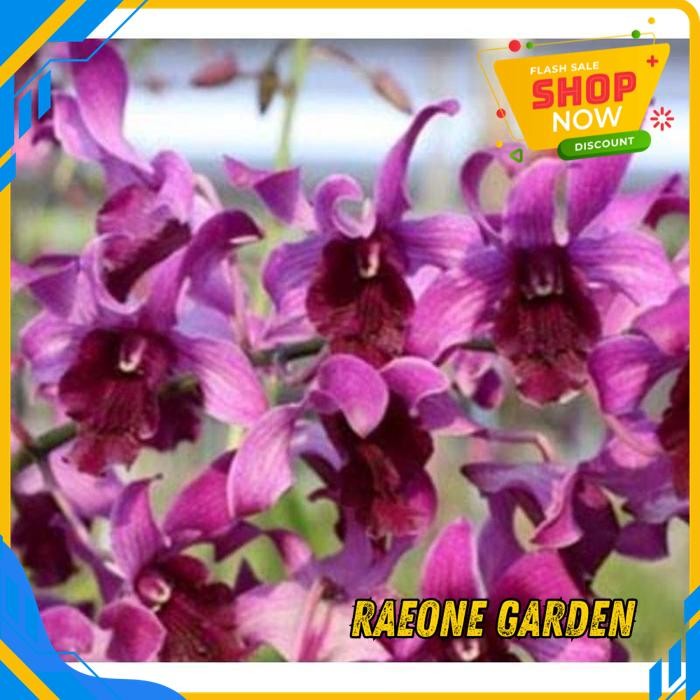 ANGGREK DENDROBIUM INARAYA RED DEWASA BESAR BEST PRODUCT