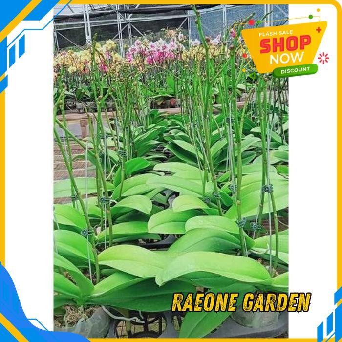 TANAMAN ANGGREK MINI POT BULAN NOVELTY SPIKE KENOP MEKAR GRATIS ONGKIR