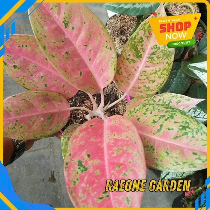 BUNGA ANGGREK POT CANTIK AGLONEMA BIG ROY PINK DG KUALITAS TERBAIK