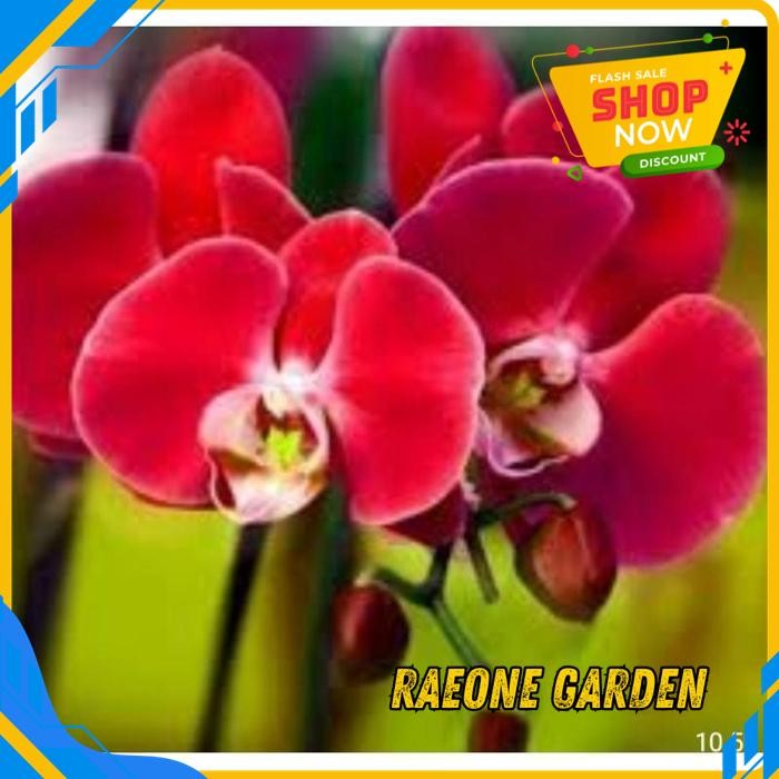 BUNGA ANGGREK POT CANTIK BULAN DEWASA BESAR KUALITAS PRODUK TERBAIK