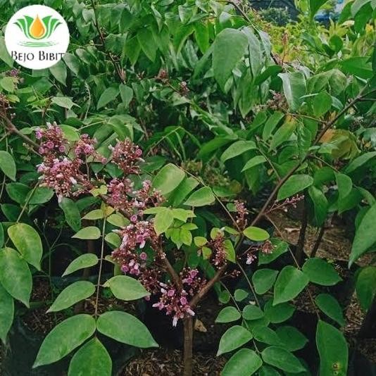 Bibit Belimbing Bangkok Madu Sudah Berbunga | Pohon Tanaman Buah