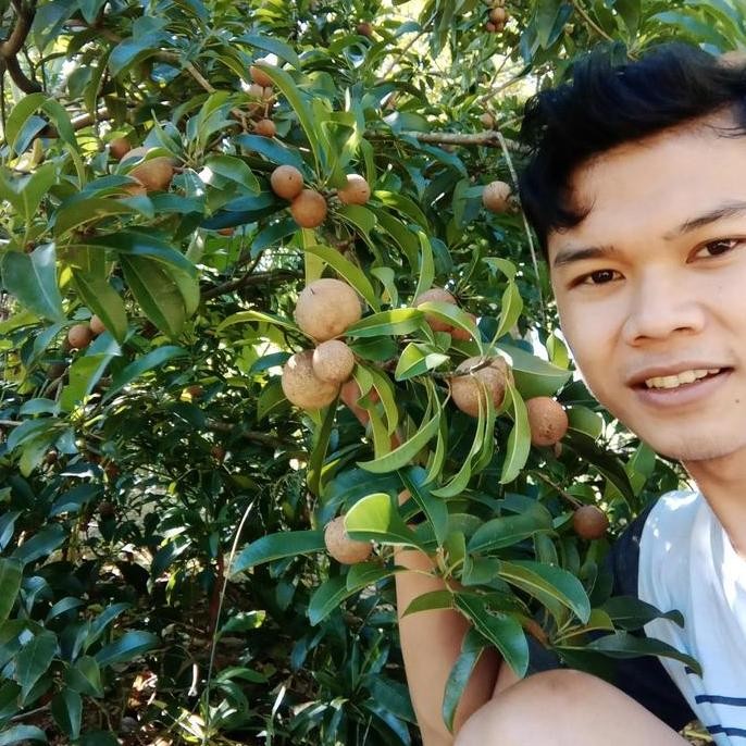 Bibit sawo manila buah sawo tanaman sawo hasil cangkok