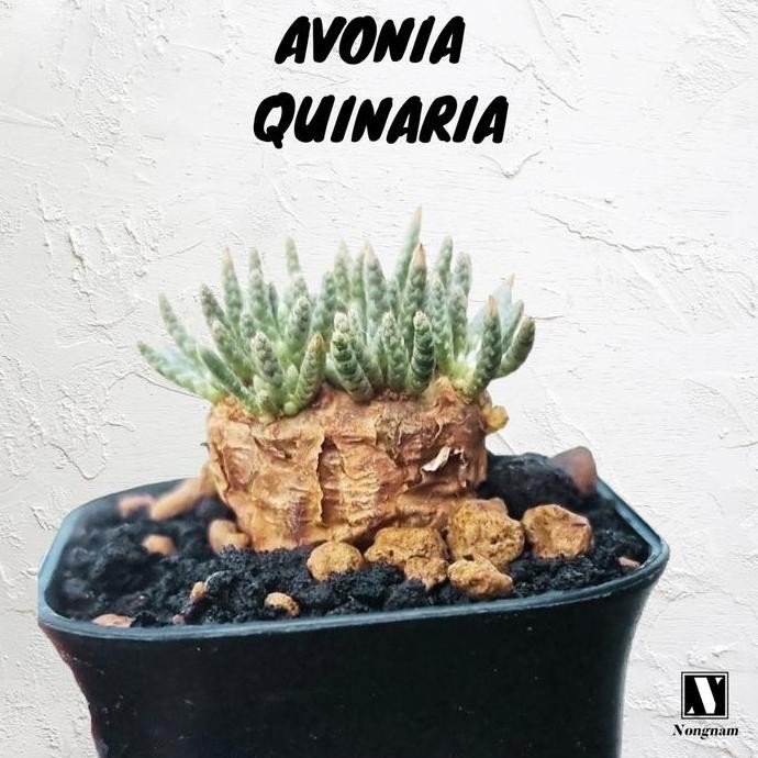 RARE [BIBIT TANAMAN LANGKA CAUDEX SUKULEN IMPORT] Avonia Quinaria