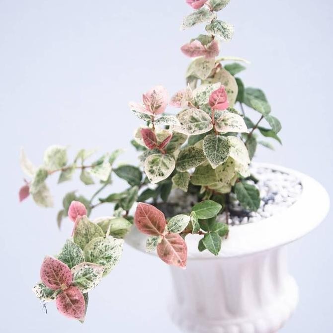 [ LANGKA ] Asiatic jasmine / trachelospermum asiaticum bibit tanaman hias bunga gantung unik langka