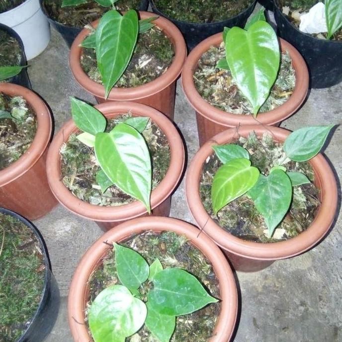 Bibit Tanaman Hias Anthurium Vietchii