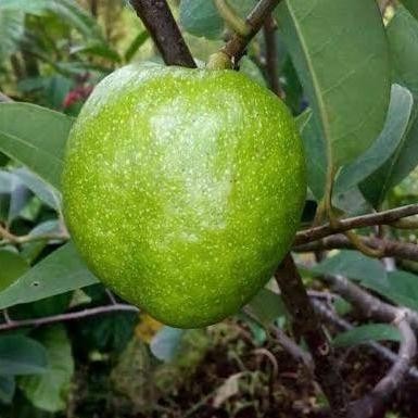 Tanaman Bibit Langka Sirsak Kuning Tanpa Duri