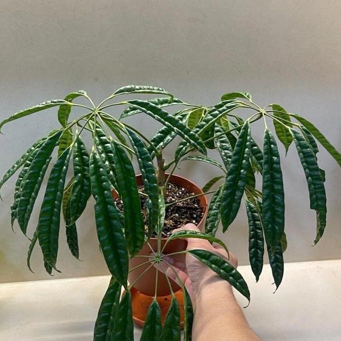 Bibit Tanaman Hias Schefflera Albido-Bracteata/Walisongo Pete