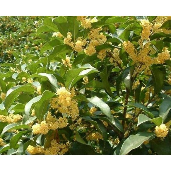 Bibit Tanaman BIBIT TANAMAN SWEET OSMANTHUS