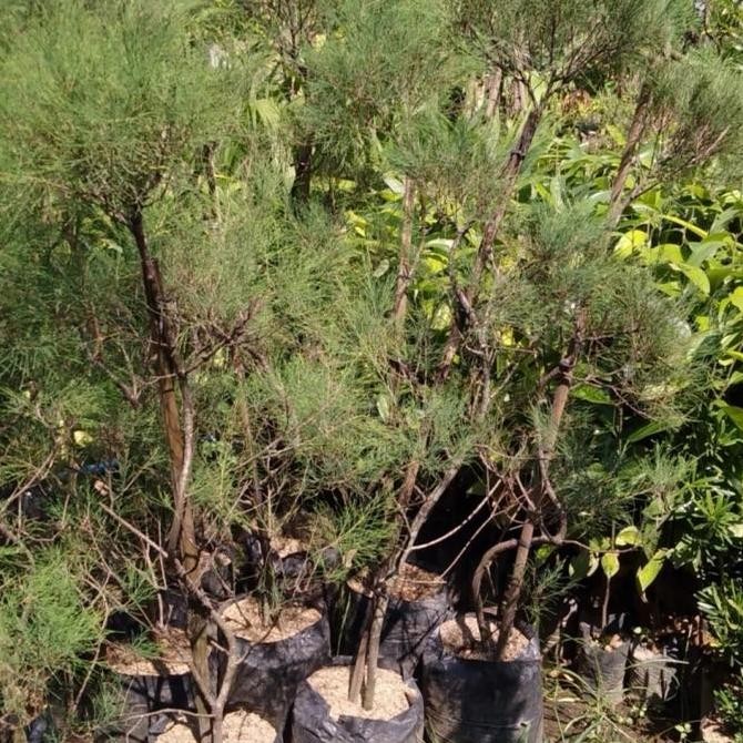 bibit Tanaman Cemara udang tinggi 1m