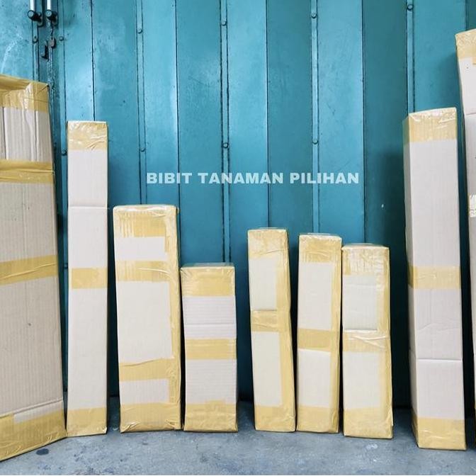 BIBIT FLAME OF IRIAN MERAH API ORANGE TANAMAN BUNGA RAMBAT KUAT PANAS