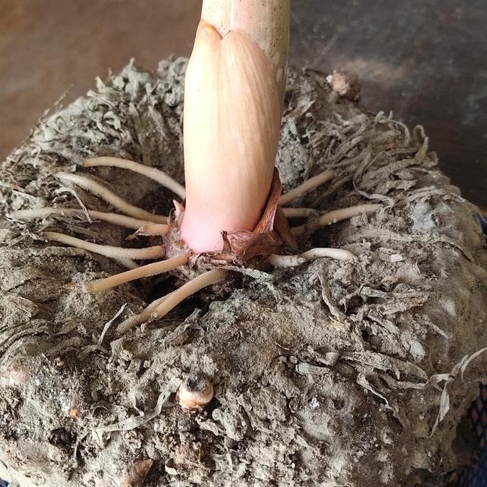 bibit tanaman porang