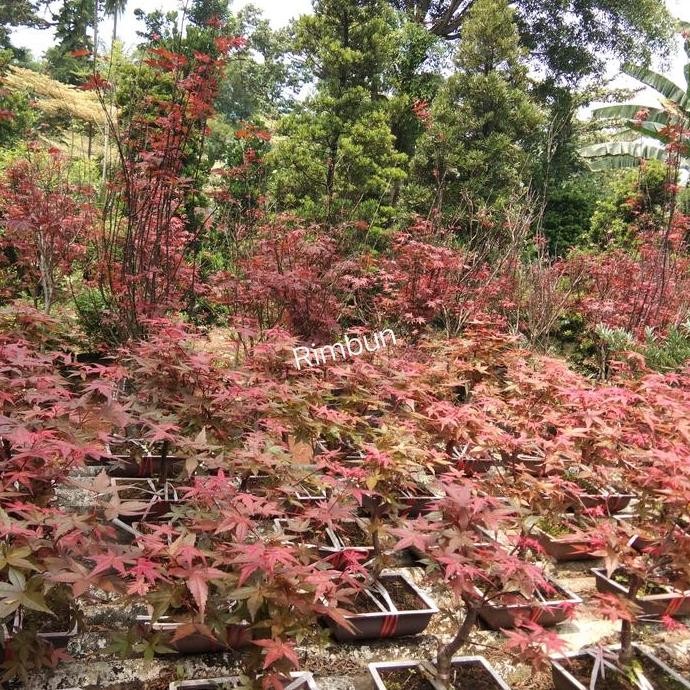 pohon red maple japanese/bibit bonsai red maple/tanaman hias red maple