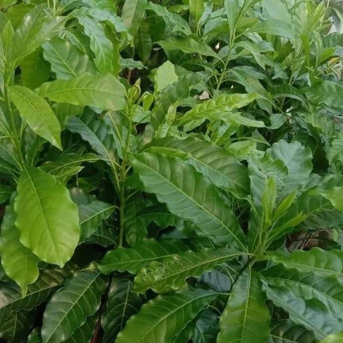 bibit tanaman sawo abiu jumbo sawo australia jumbo sambung susuh