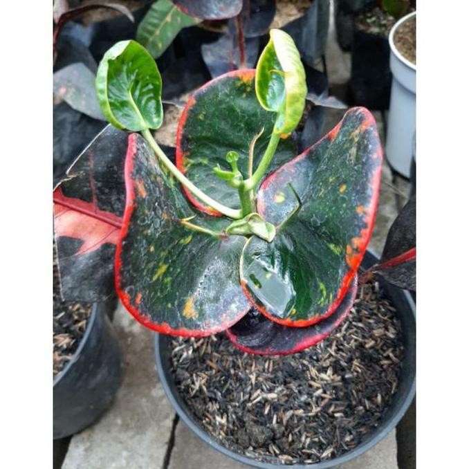 Bibit Tanaman Hias Bunga Puring Apel Super Red Giant Import / Srg /