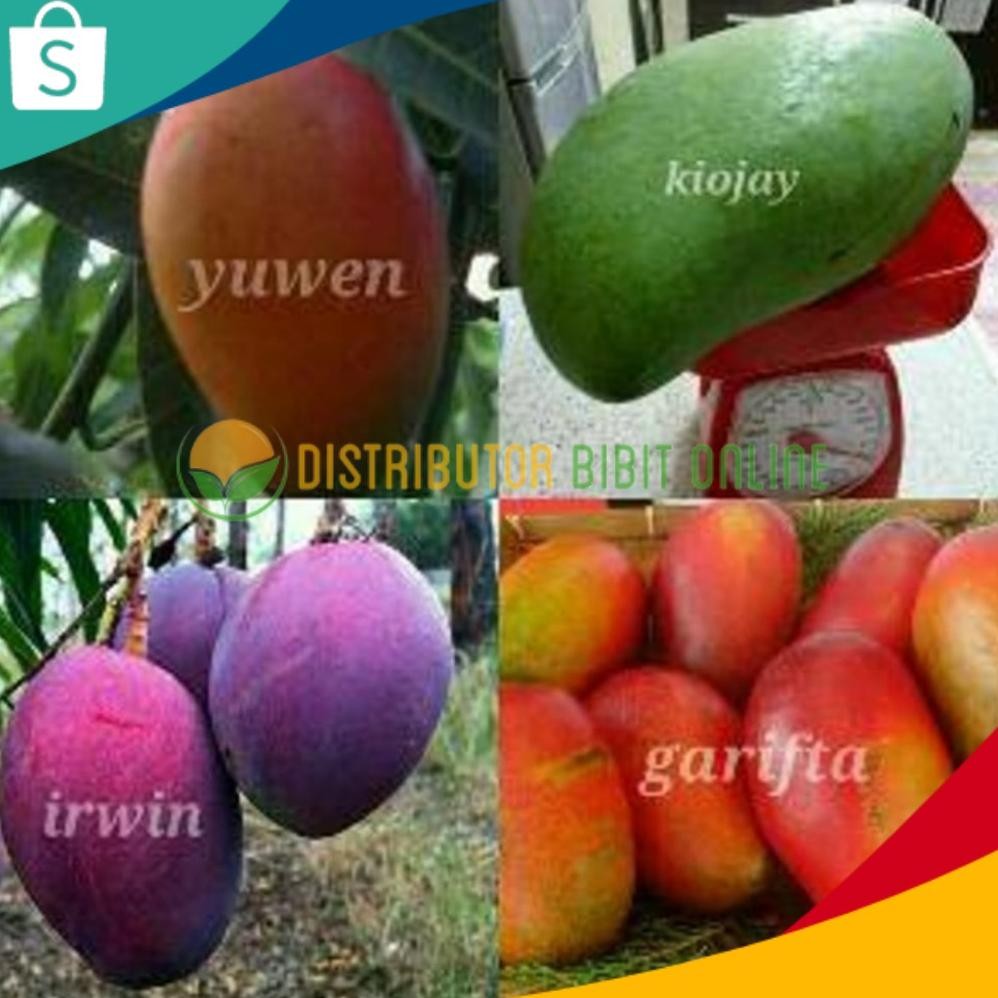 Paket 4 Bibit Mangga Super ( Kiojay Yuwen Irwin Garifta Merah )